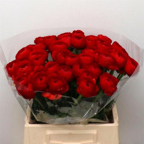 Ranunculus asiaticus Success Tango