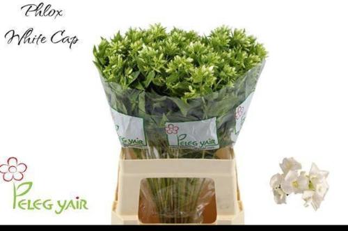 Phlox Paniculata Grp Whitecap