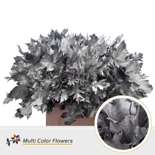 Quercus rubra kleurbehandeld H%