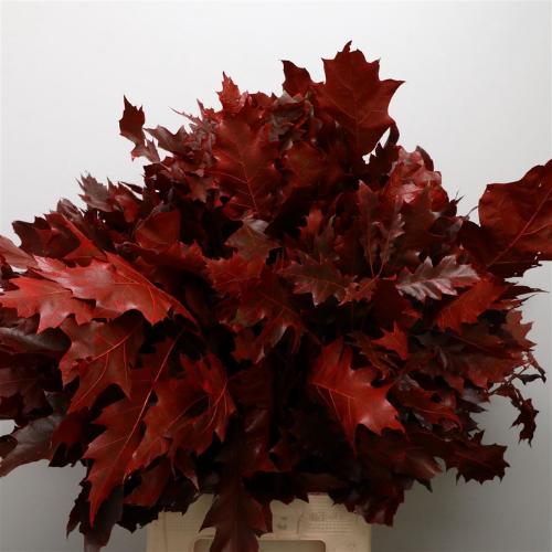 Quercus rubra kleurbehandeld H%