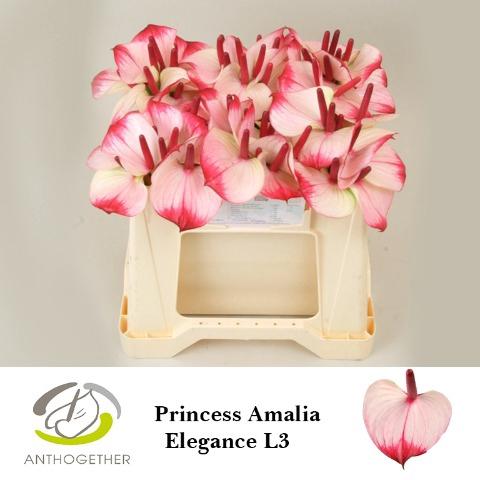 Anthurium Andreanum Grp Princess Amalia Elegance