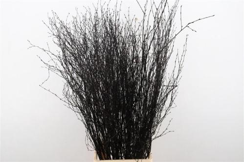 Betula kleurbehandeld H%