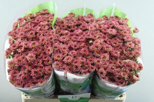 Chrysanthemum (Indicum Grp) tros santini Rossi Lobster