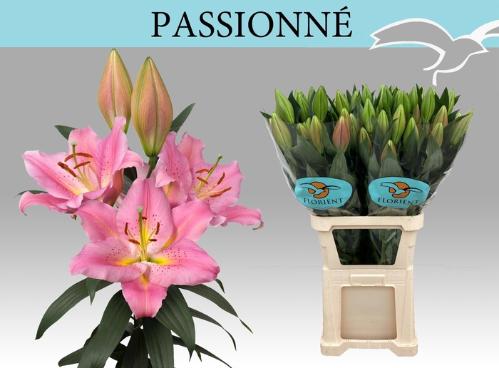 Lilium (Oriental Grp) 'Passionné'