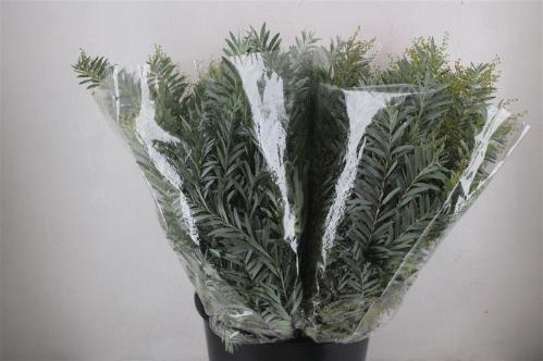 Acacia baileyana bloeiend per bos 'Purpurea'Dealbata Grp