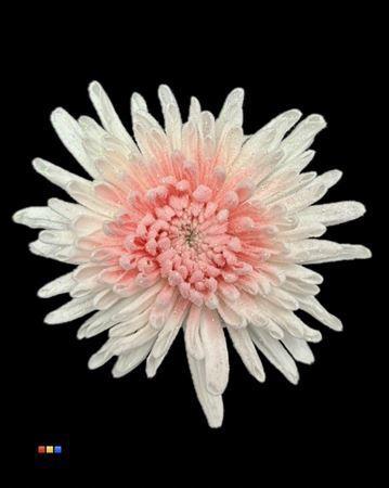 Chrysanthemum geplozen kas kleurbehandeld H%