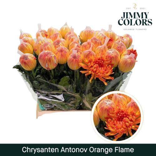 Chrysanthemum (Indicum Grp) geplozen Antonov kleurbehandeld H%