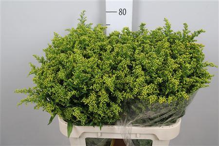 Solidago Carzan Glory