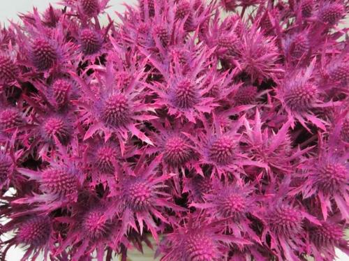 Eryngium planum kleurbehandeld H%
