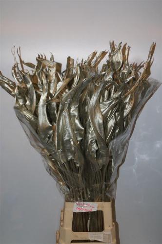 Strelitzia reginae (blad) kleurbehandeld H%