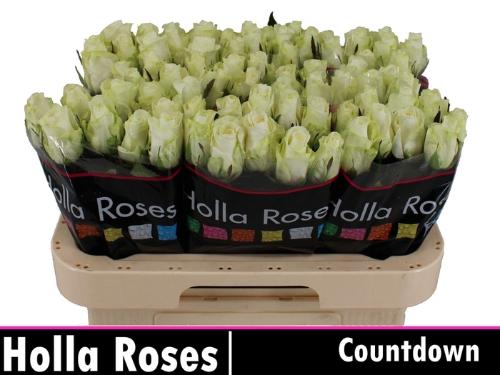 Rosa grootbloemig Countdown!