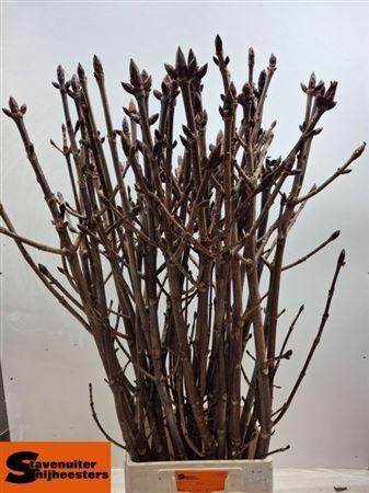Kastanje-tak (Aesculus)