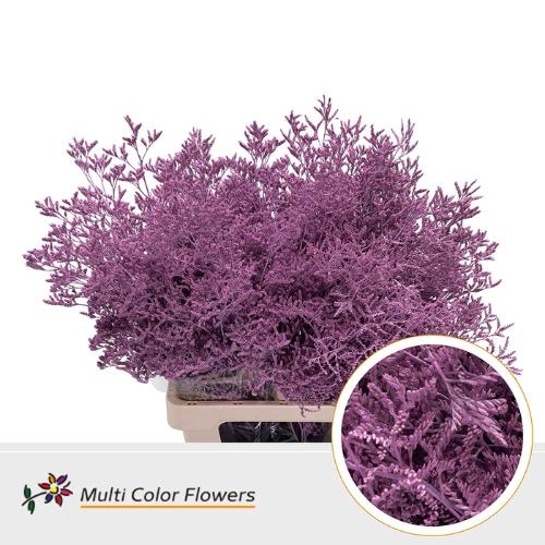 Limonium overig kleurbehandeld H%