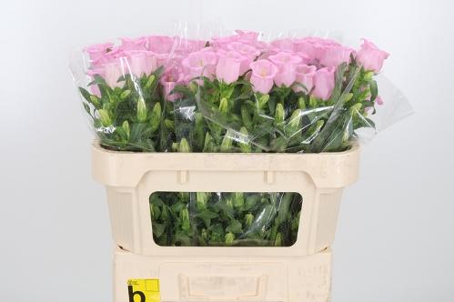 Campanula medium 'Campana Pearl Pink'