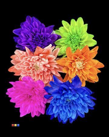 Chrysanthemum Indicum Grp tros kas kleurbehandeld H%