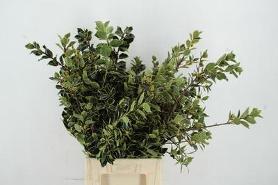 Decoratiegroen overig per bos