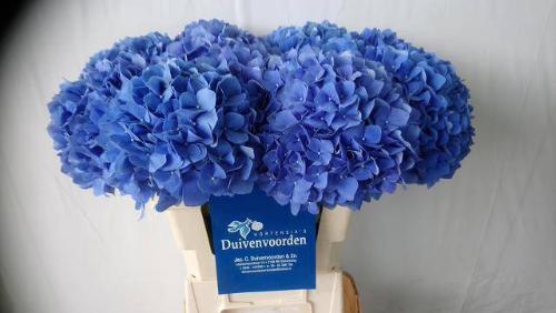 Hydrangea macrophylla 'Pimpernel'