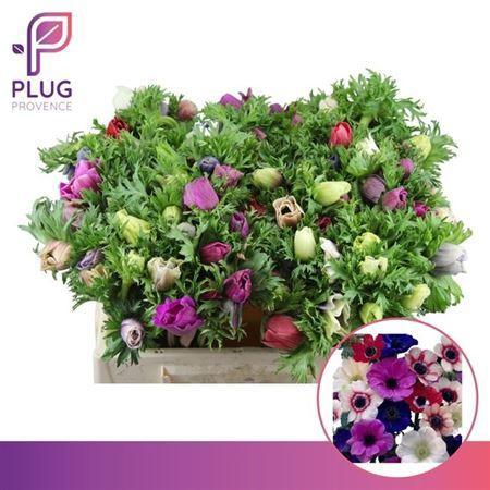 Anemone coronaria Marianne gemengd