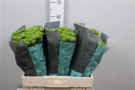 Chrysanthemum Indicum Grp tros santini Country