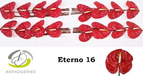 Anthurium Andreanum Grp Eterno