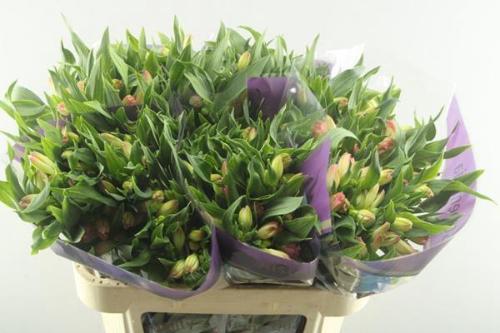 Alstroemeria True Dream