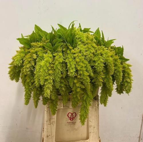 Amaranthus caudatus 'Green Spider'