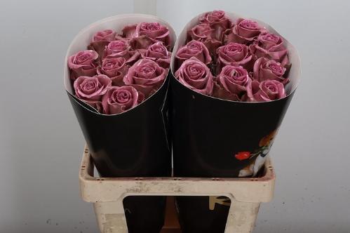 Rosa grootbloemig gewaxt H%