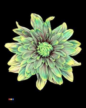 Chrysanthemum Indicum Grp tros kas kleurbehandeld H%