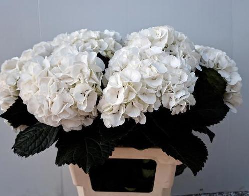 Hydrangea macrophylla 'Ivoor'