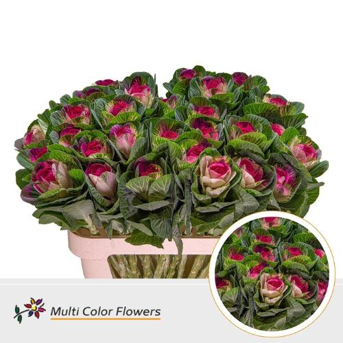 Brassica oleracea kleurbehandeld H%