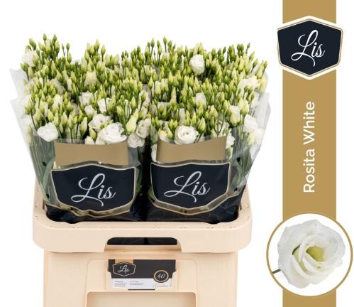 Eustoma russellianum gevuldbloemig 'Rosita White'