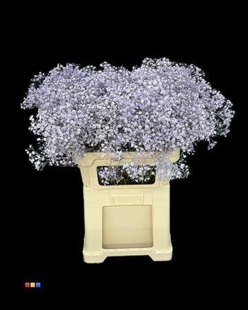 Gypsophila overig kleurbehandeld H%