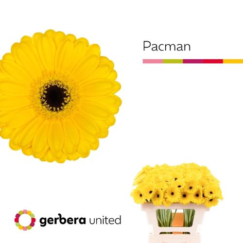 Gerbera mini 'Pacman'