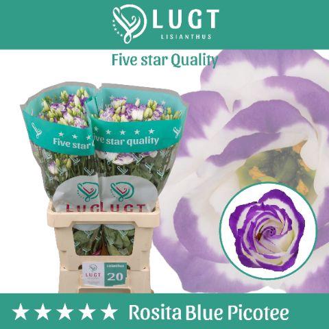 Eustoma russellianum gevuldbloemig 'Rosita Blue Picotee'