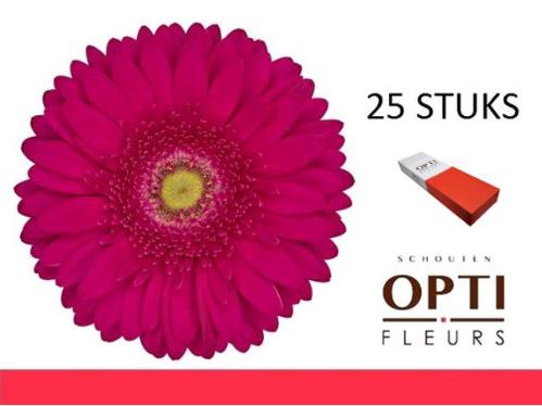 Gerbera grootbloemig 'Riley'