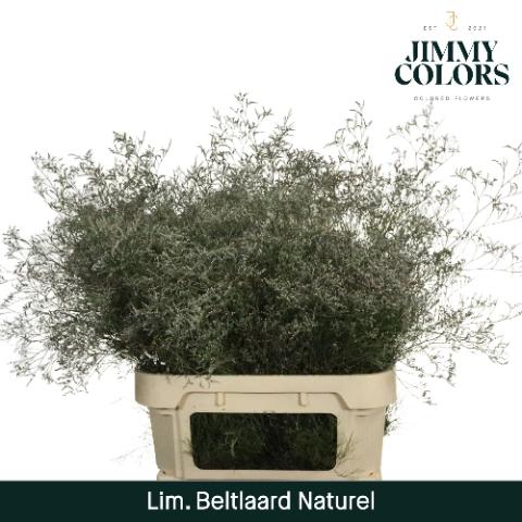 Limonium overig kleurbehandeld H%
