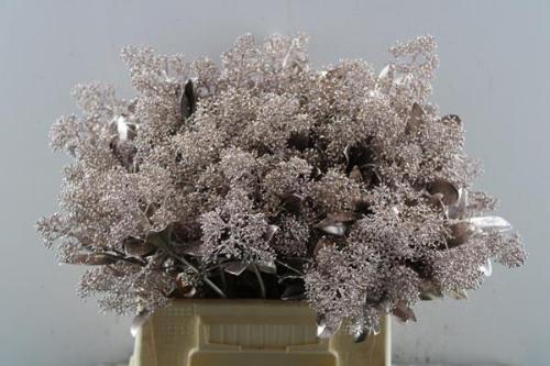 Skimmia per bos overig kleurbehandeld H%