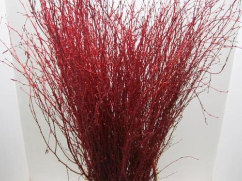 Betula kleurbehandeld H%