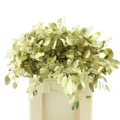 Eucalyptus polyanthemos (fruit) kleurbehandeld per bos H%