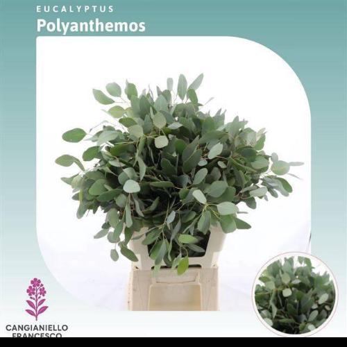 Eucalyptus per bos cinerea