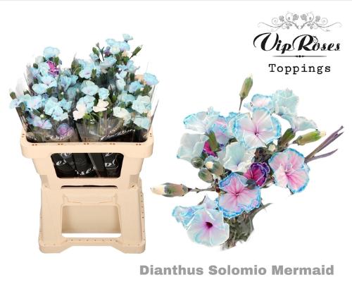 Dianthus standaard kleurbehandeld H%