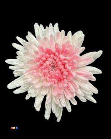 Chrysanthemum geplozen kas kleurbehandeld H%