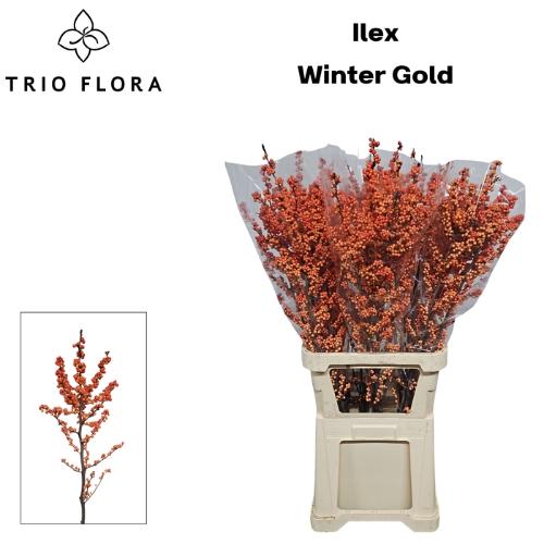 Ilex verticillata 'Winter Gold'
