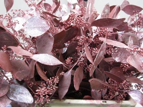 Eucalyptus kleurbehandeld per bos H%