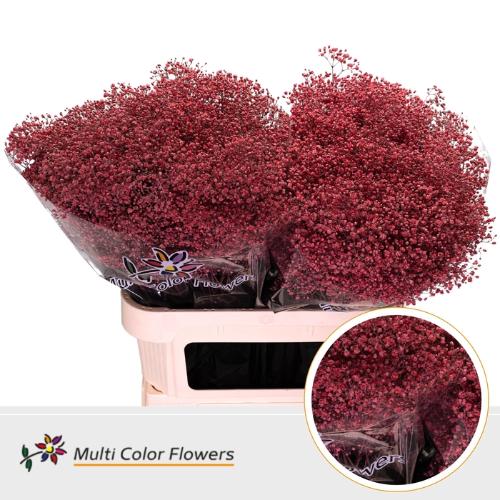 Gypsophila overig kleurbehandeld H%