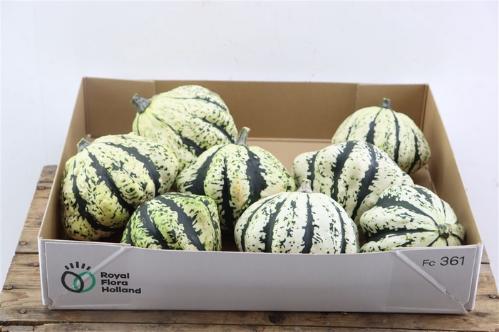 Cucurbita overig