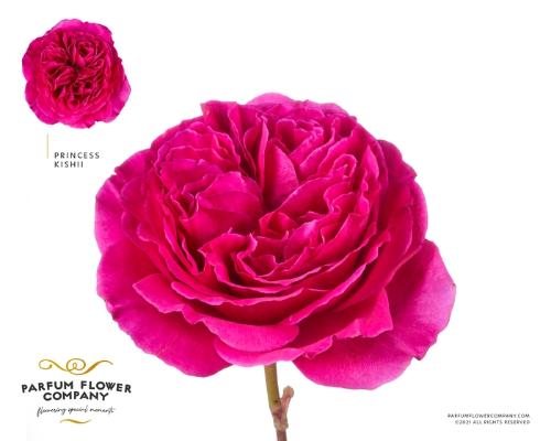 Rosa grootbloemig overig