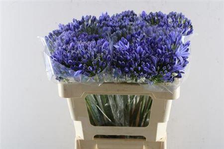 Agapanthus 'Atlantic Ocean'