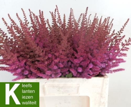 Astilbe 'Maggie Daley'