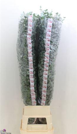 Eucalyptus cinerea